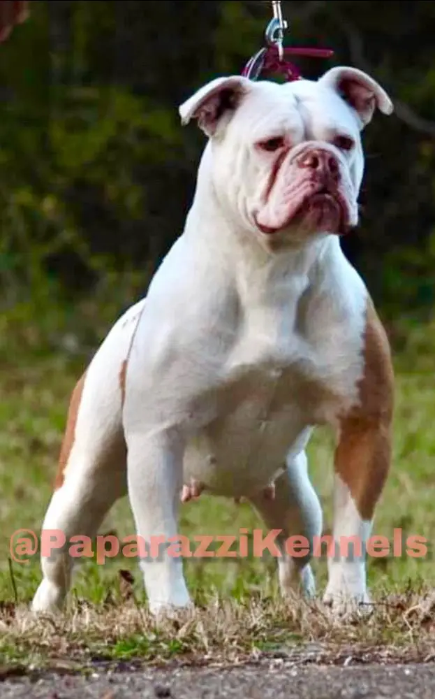 Boudica of Paparazzi Kennels
