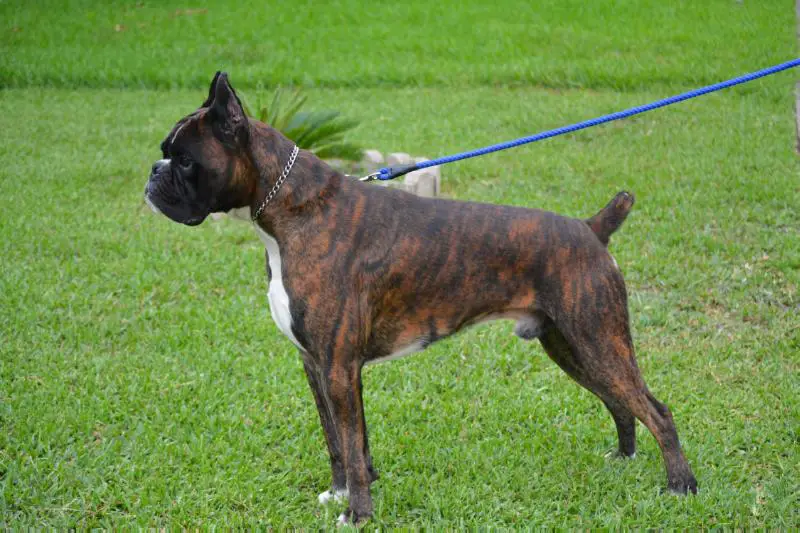 Int Ch Franco Box Von Sanchez