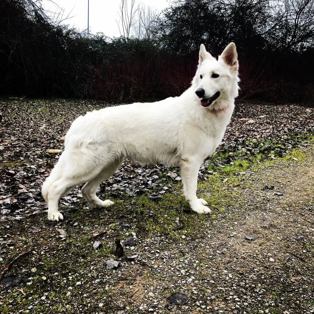 Glorious Defender Mia White Force