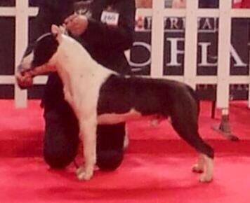 TIKPRODUCTIONBLACKBOLT