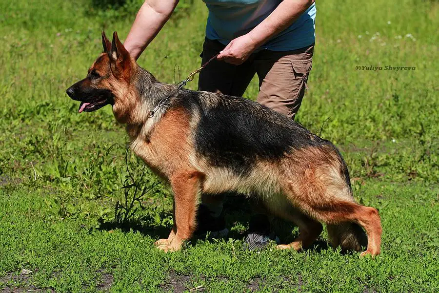 Ugroza iz Doma Shebis