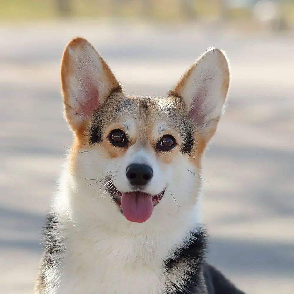 Maiden Chani Spice Pems