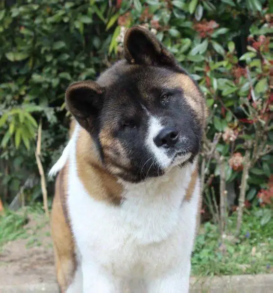 DD'S Know The Ropes Dan Danilo