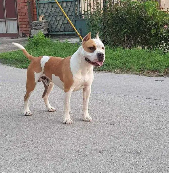 Lucky Premium Selection