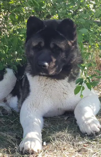 PL JCH Zyga Hirrani Himeko