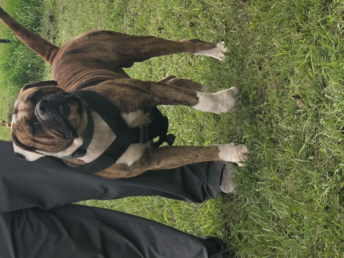 Smith's Rampage Ramzie