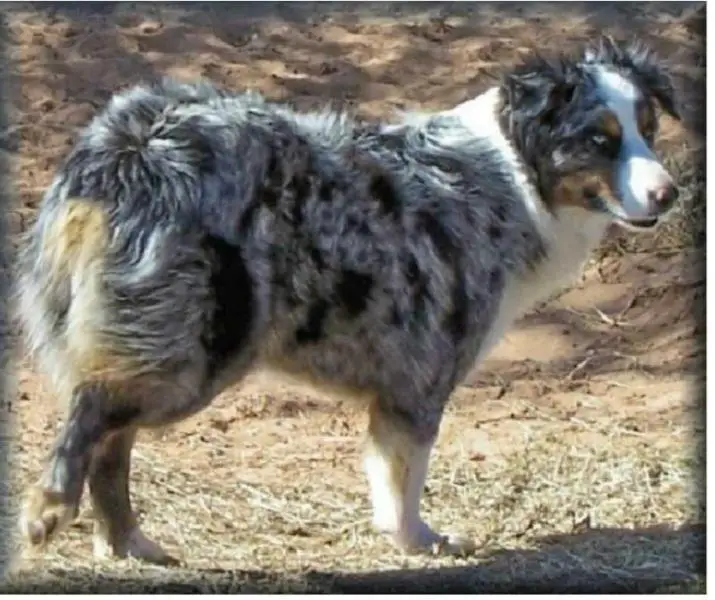 Circle M Blue Cadillac Caddy