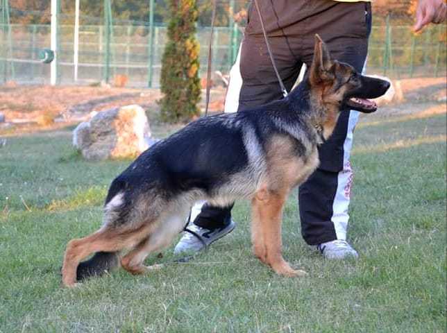 Dolly vom Platanshof