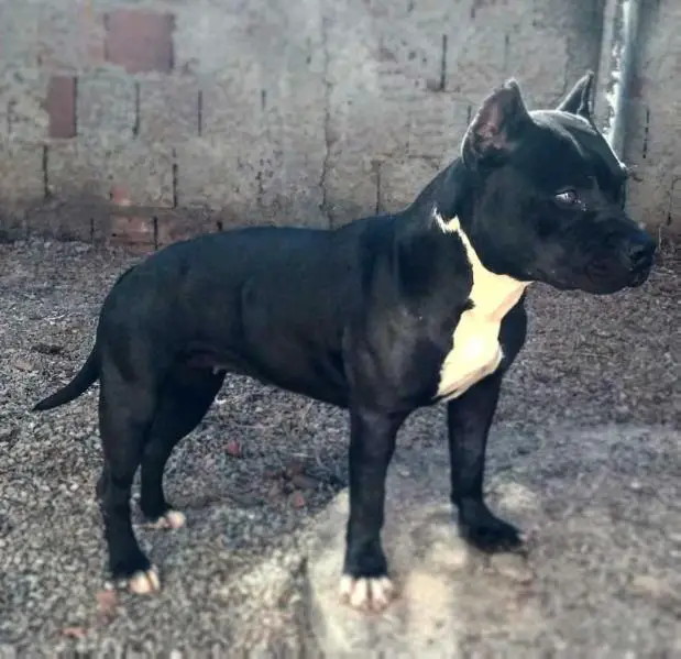 Víbora Princess Black