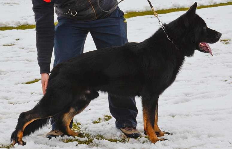 V Fortebrachi De Dagnik
