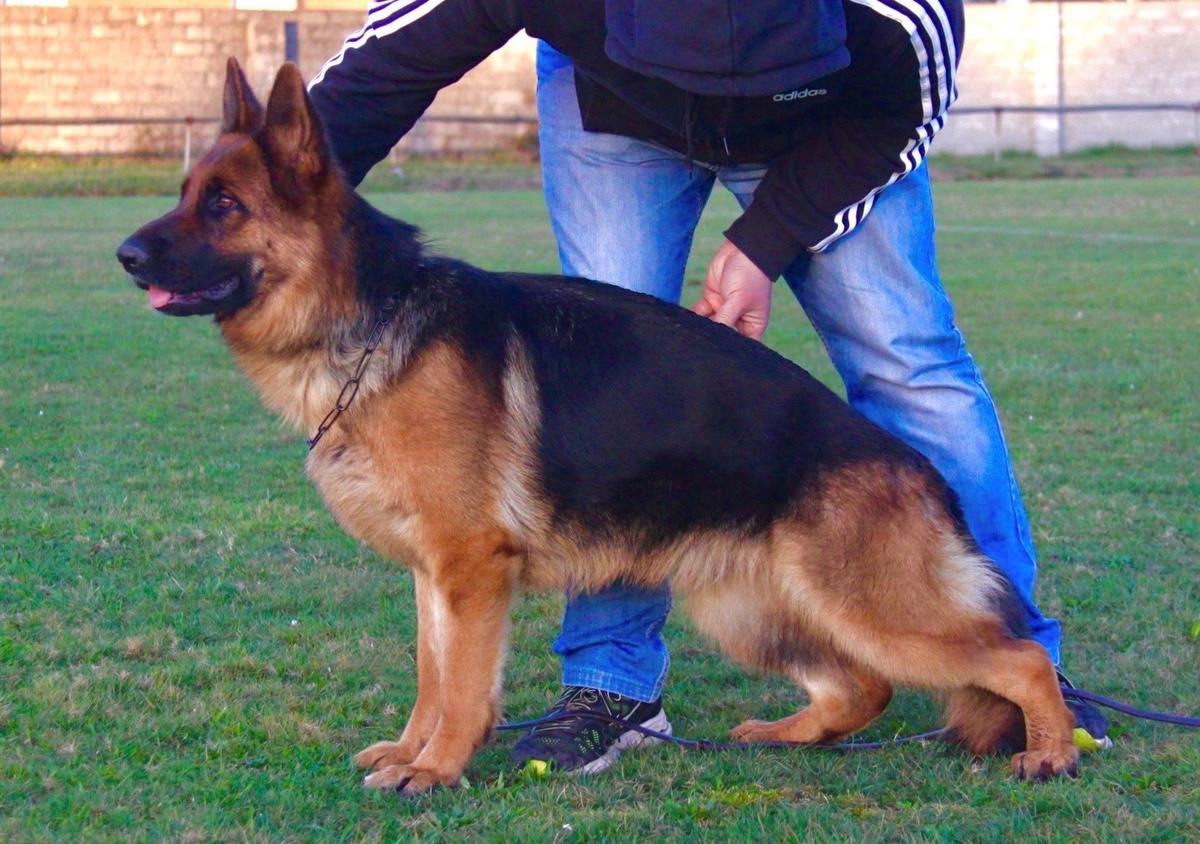 Imelda de Monte Yulex