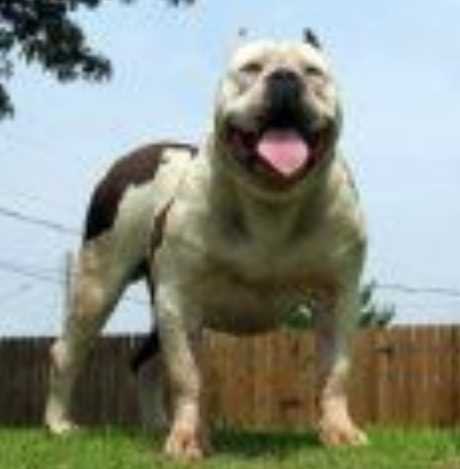 SUPERIOR'S BIG SNOOP