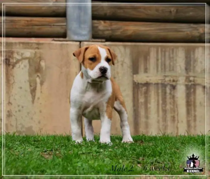 Besinus Desperados With Ice