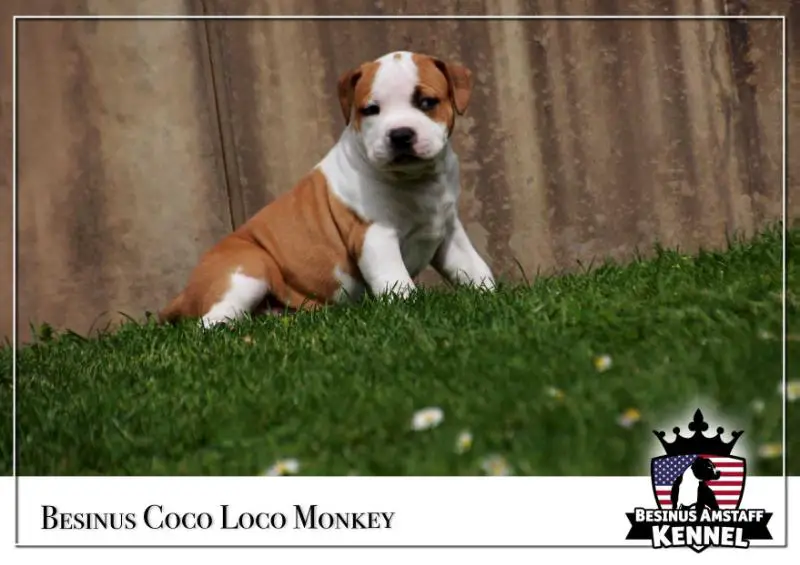Besinus Coco Loco Monkey