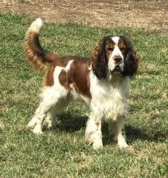 GUSTAVUS WOLFGANG OF SALINE ACRES