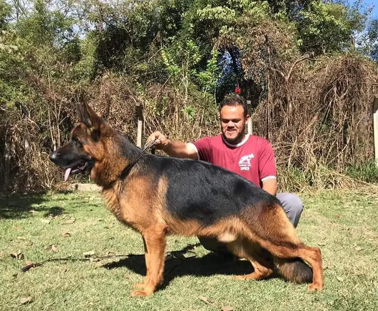 Dingo do Meimberg