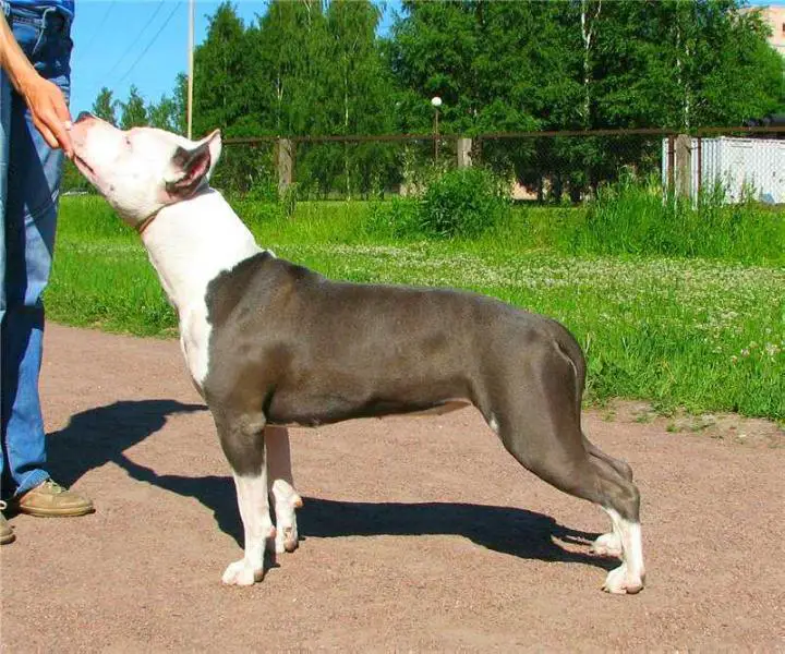 Flaffy Fevorit Kantri Feiri Blu