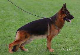 VA4 Pak 2017 seiger Madox vom Schloß Rügland