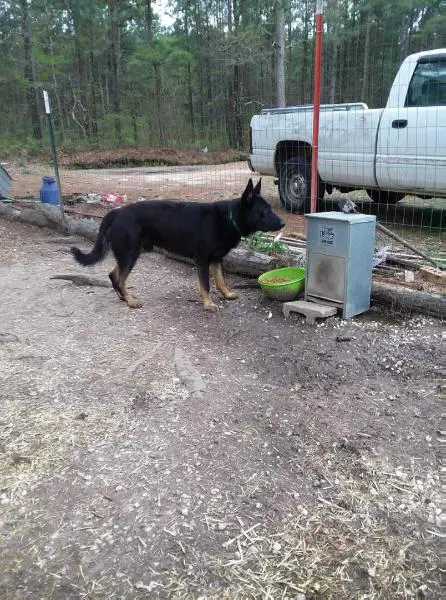 Maxwells Aries Vom Frau