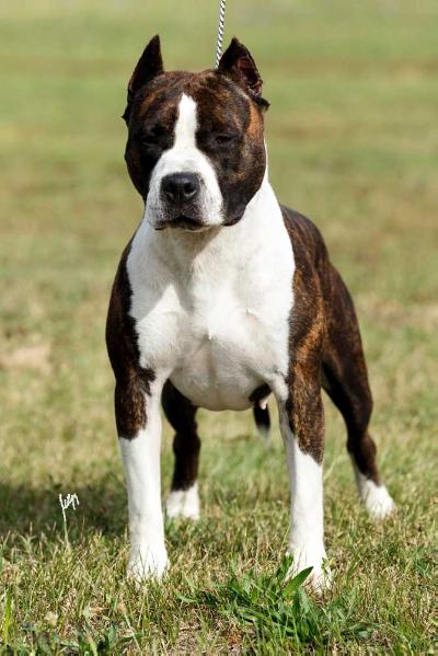 Ch.Serbia Katana Inferno Staff