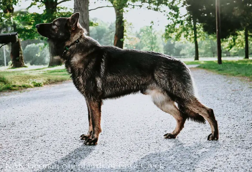 Kak's Judas Von Bucht-Nebenfluss