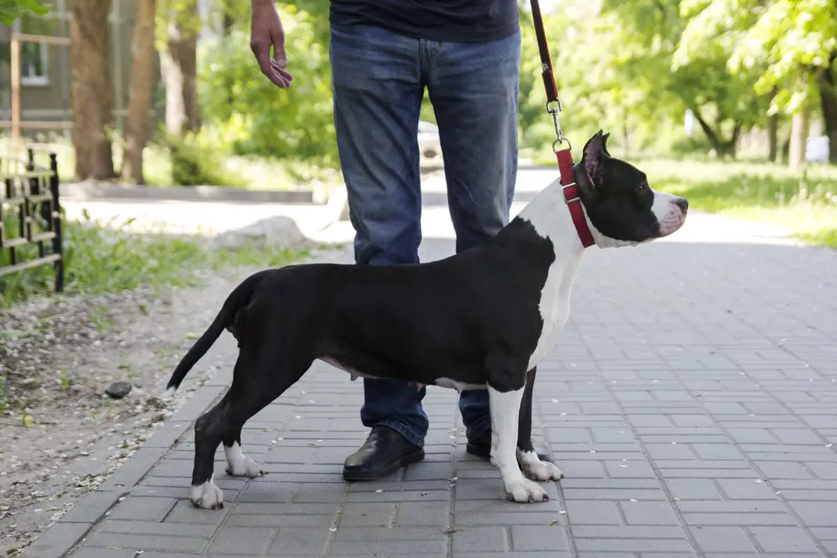 VITMAR'S AMORE VINCERE