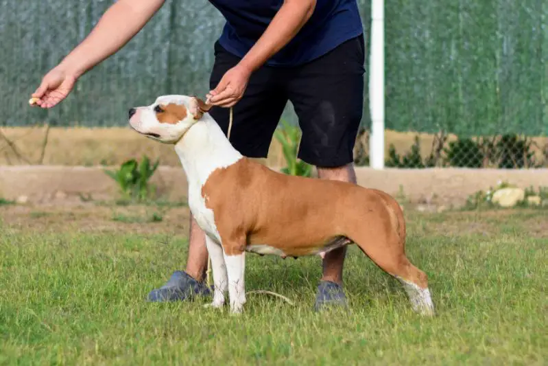 Karballido Staffs Dabor The Beginning