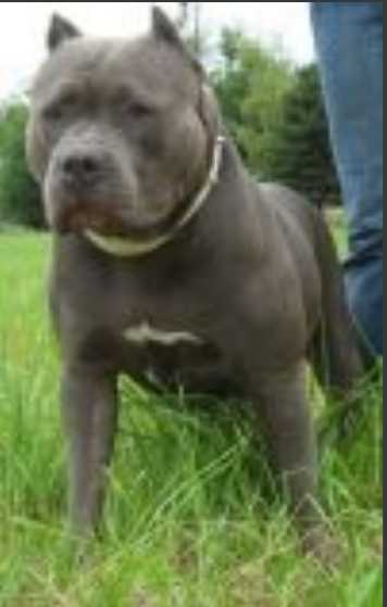 Seattle's Best Pits' Star A.K.A Chubby