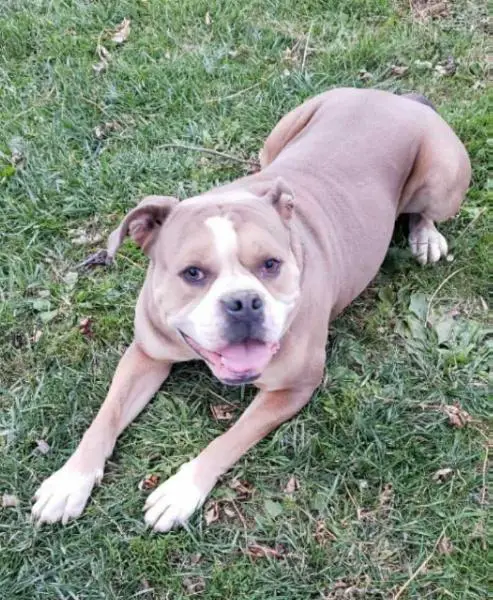 Hamilton's Doctor Zeus