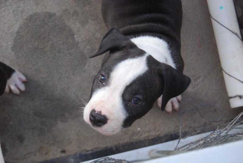 MAGNUM DO PARANHOS AMSTAFF