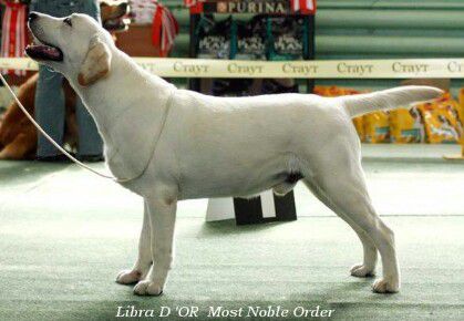 Ch Libra D'or  Most Noble Order