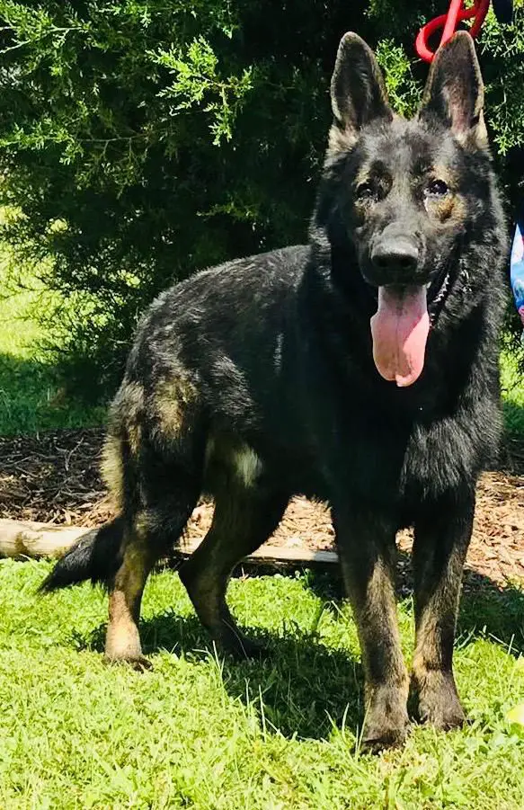 SG Guido vom Ludwigseck