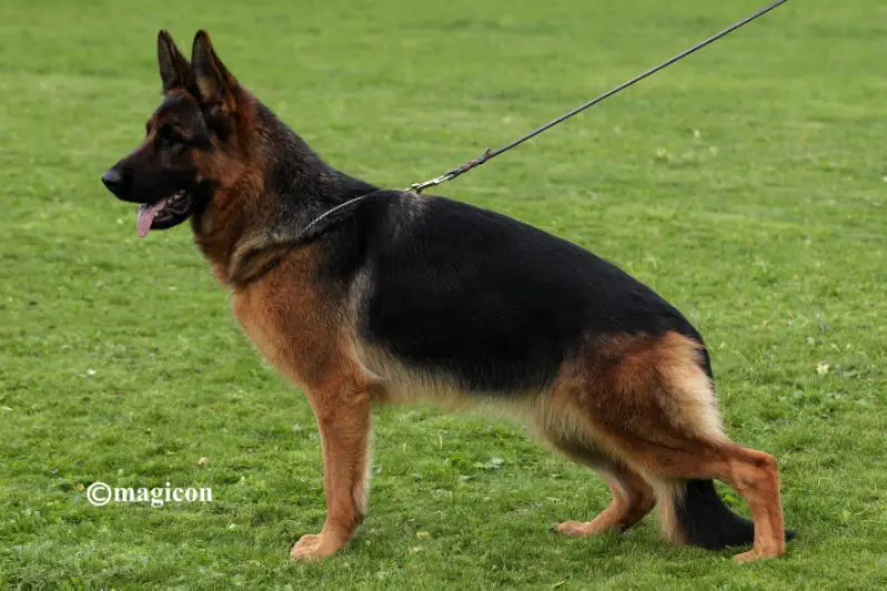 SG 1 Siegerin  2018 DK/ BSZS 2018 SG 18 JKH Peppi v Osterberger-land