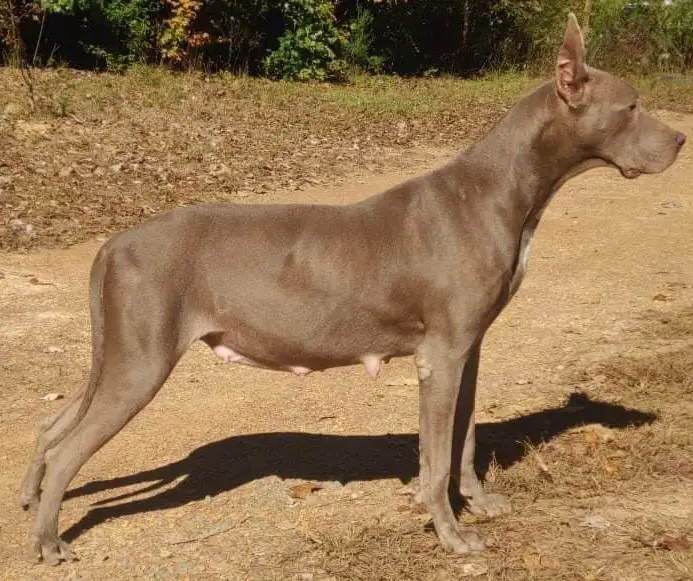 NEGD Clouser's Pandora Of CBD