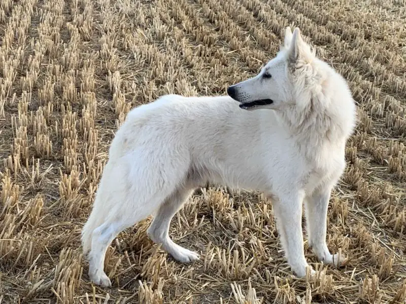 Nixon de La Tour de Babel