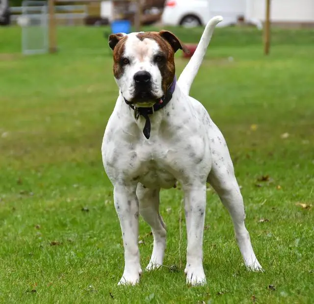 NKC Ch. Jr. Ch Blue Ridge's  Crazy Bitch