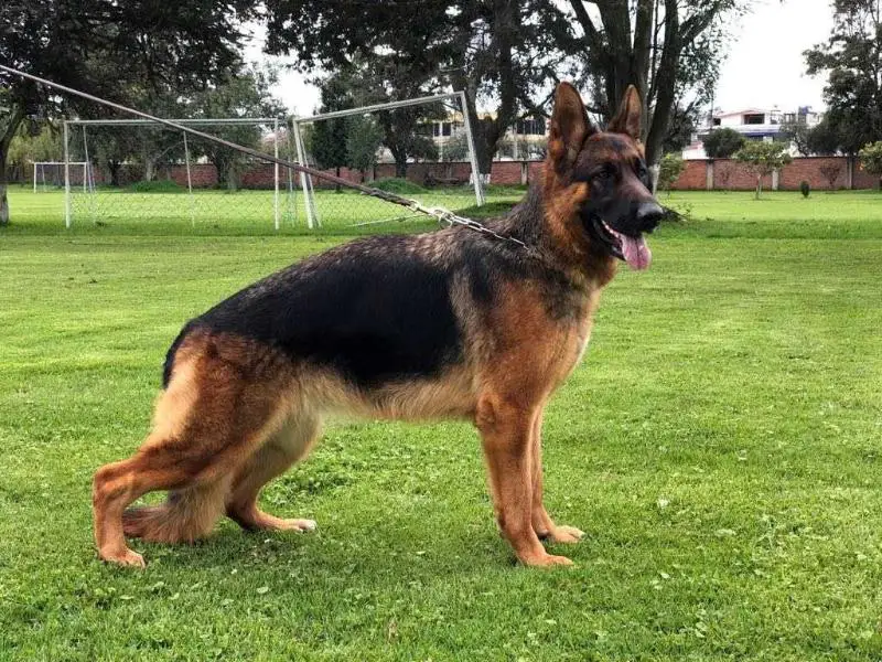 Bayka de Domun Geminorum