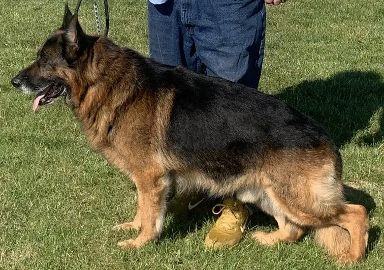 SG Simon de la Madonina