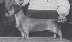 CH Cindy Kes Out And About MW