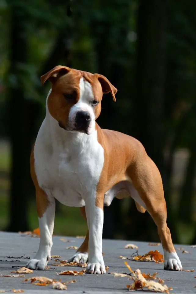 PUPPY CHSK, JCHPL, JCW19, KAST CLUB WINNER 2020 JOHAN BIN New Radegost