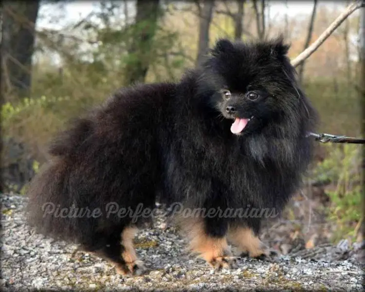 Echoes of Loki's Prairie Illusion