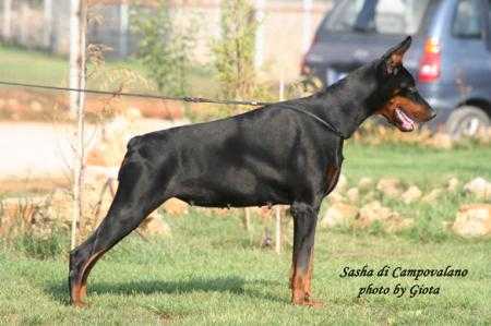 Sasha di Campovalano