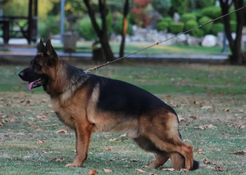 Ringo Vardar Wolf House Jovanely