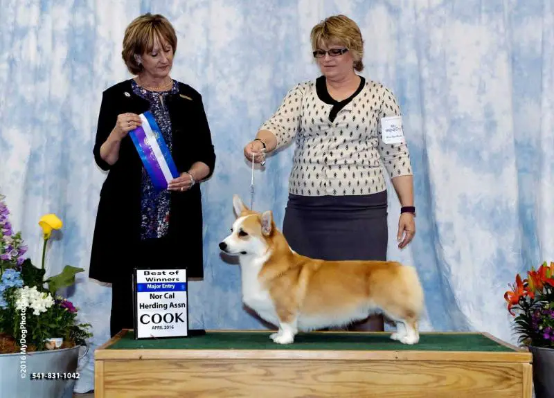 GCH CH Pinemeade A Dragon Like You