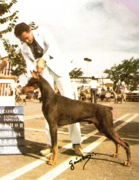 CH SC Mama's Corleone