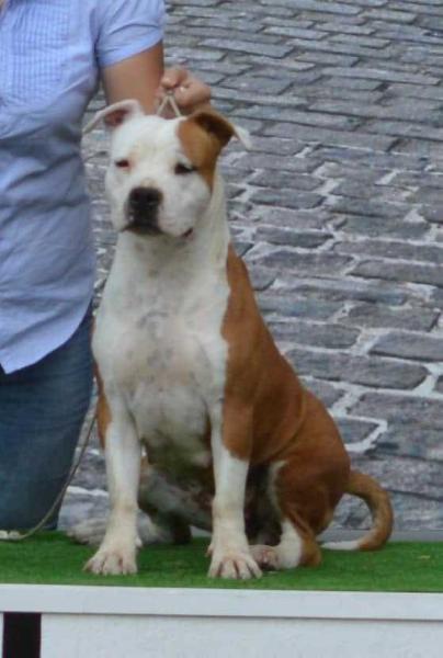 BABY BISS PAPPY BISS CW JCH SRB CRYSTAL LADY NINA FROM SKY BEE