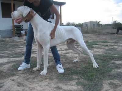 Dorian Gray Moloseum