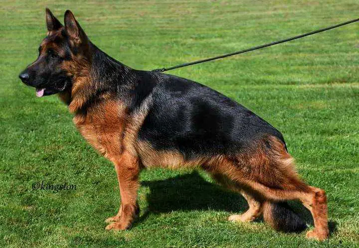 Atze vom Rothenbacherwald