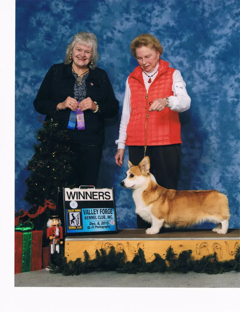 Honeyfox Cinammon Buns