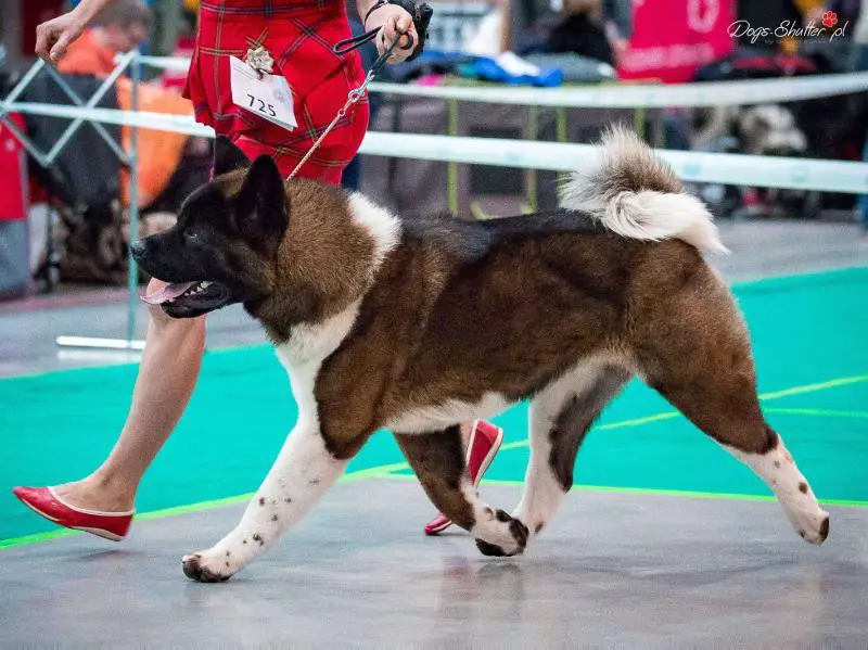 INT'L/PL/RO/TK/SRB/MNE/LT/BG CH Empress Fike Znak Zodiaka Tigr